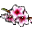 Kwiat Brzoskwini (Badania).png