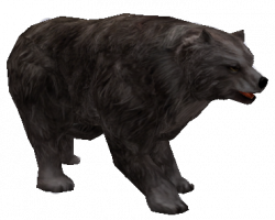Niedźw. Grizzly.png