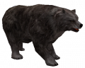 Niedźw. Grizzly Zodiaku.png