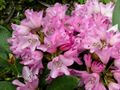 RhododendronCampanulatum.jpg