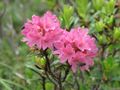 RhododendronFerrugineum.jpg